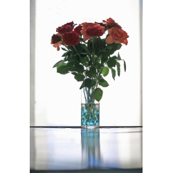 Roses in Vase Blue