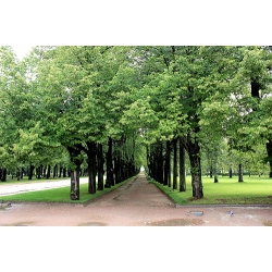Pavlovsk Trees 2