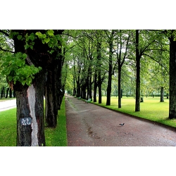 Pavlovsk Trees