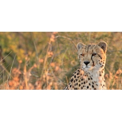 Gazing Cheetah