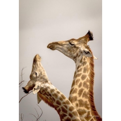 Giraffes fight for Dominance