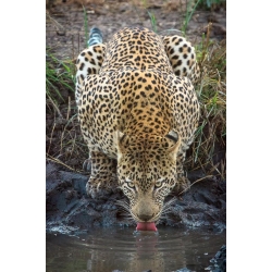 Leopard Drinking