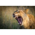 Lioness Roaring