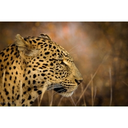 Profile of a Leopard
