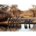 Zebras at Watering Hole