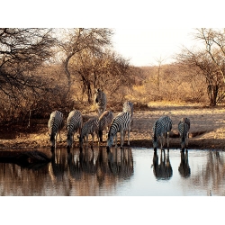 Zebras at Watering Hole