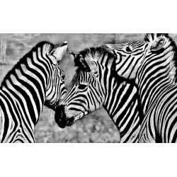 Group of Zebras