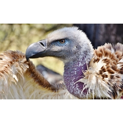 Large Cape Vulture