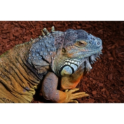 Colourful Iguana Lizard