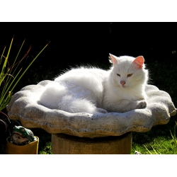White Cat in a Bird Bath