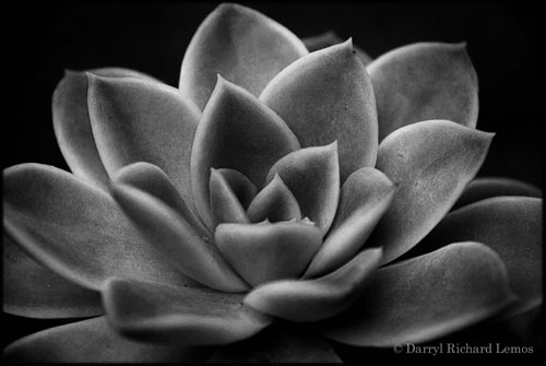 Flower Black and White - workART prints and frames