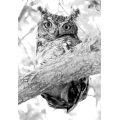 Cape Eagle Owl - Ltd Edition 1/12