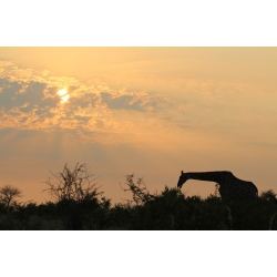 Giraffe Sunset