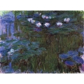 Water Lilies 5