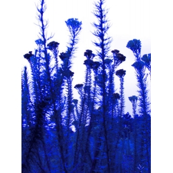 Blue Flowers 3