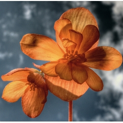Daedala florum incognita 2