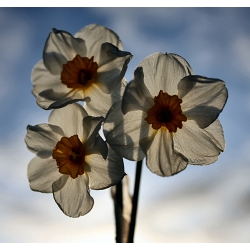 Narcissus Geranium 1