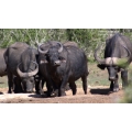 Cape Buffalo Herd