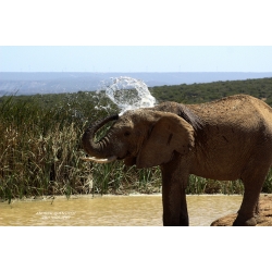 Elephant having a cool bath on hot Summers day