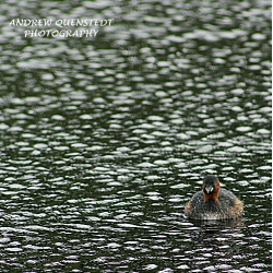 Juvenile Duck having Swim
