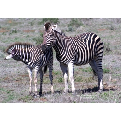Mom and foal Zebra