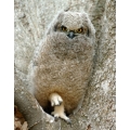 Baby Spotted Eagle Owl