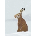 The Hare and the Snow