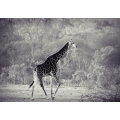 Giraffe Walk