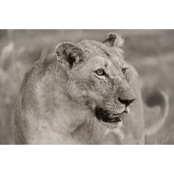 Attentive Lioness