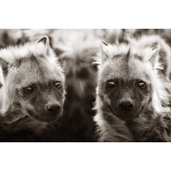 Hyena Pups