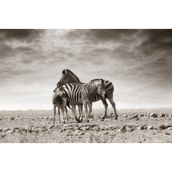 Zebra Family 