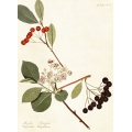 New Vintage Botanicals Roomset 3 Image D