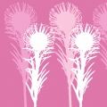 Pincushion Pink