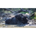 Bathing Buffalo