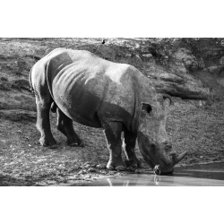 Drinking Rhinoceros