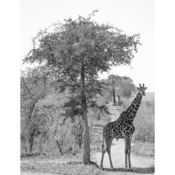 Giraffe and the Tree