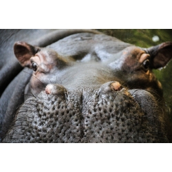 Hippo up Close