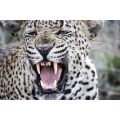 Leopard Snarl