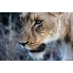 Lioness Deep Focus