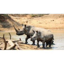 Rhino Family 