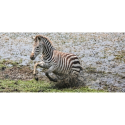 Startled Zebra