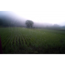 Dewy Spider Web
