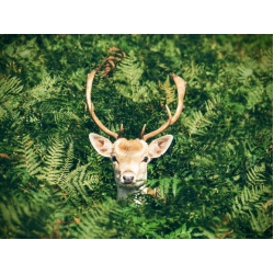 Antlers in the Ferns