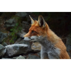 Fox Stares