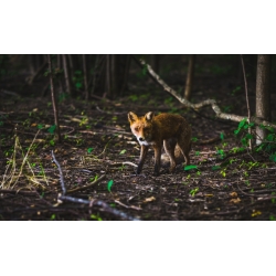 Fox Stealth