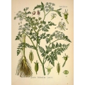 Oenanthe Phellandrium Lamarck 