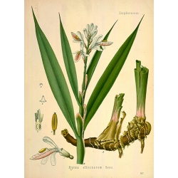 Alpinia Officinarum Hance