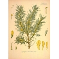 Astragalus Gummifer Labillardiere