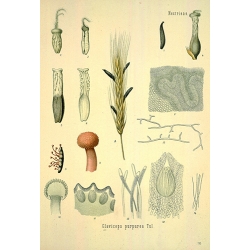 Claviceps Purpurea