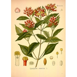 Cloves Botanical Illustration
